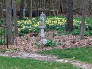 Daffodils in the woods