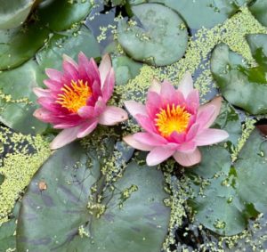 2 waterlily flowers - pink with yellow centers.