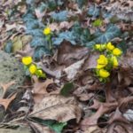 Photo of yellow Winter Aconite with brown leaves and rocks.