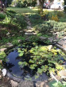 Photo of the pond in the Kruse Garden. It is surrounded by rocks and natural greenery.