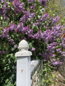 Lilacs in full bloom draped over a white fence.
