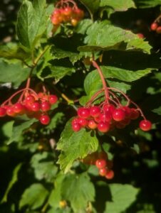 Bright red berries on bright green leaves.