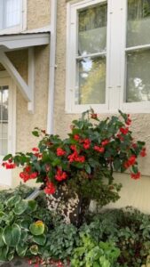 A red blooming begonia in a pot in front of the Kruse House porch.