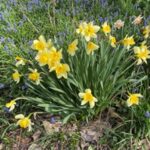 Blooming Daffodils