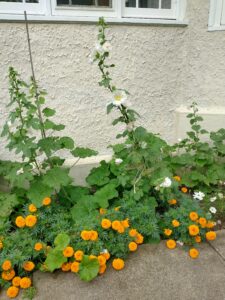 White hollyhocks and orange marigolds in front of a beige stucco wall