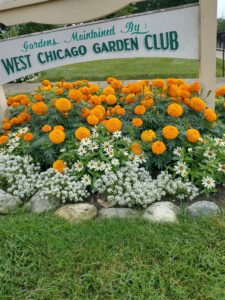Kruse house museum sign with an addition below that says Garden Maintained by the West Chicago Garden Club. THere are marigolds and alyssum blooming underneath.
