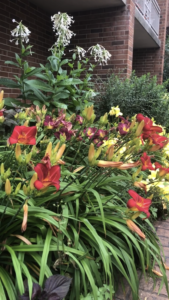 Red daylilies in bloom