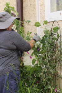 Modern photo of a gardener wearing a floppy gardening hat.