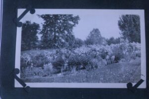 Old photo of a garden from the Kruse House collection